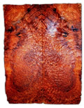 Antique Glossary - Amboyna a form of Padouk