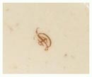 Chelsea Derby Mark c1770