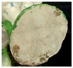 Derby Patch Period - Patch Marks
