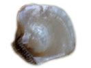 antique marks glossary - nacre - mother of pearl