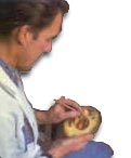 royal worcester fruit 
	painted porcelain