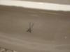 Blue Crossed Swords Mark