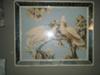 Cockatiels Watercolor by an artist named Turner